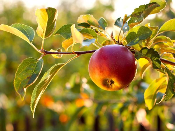 Red apple on tree branch