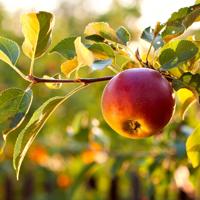 Red apple on tree branch