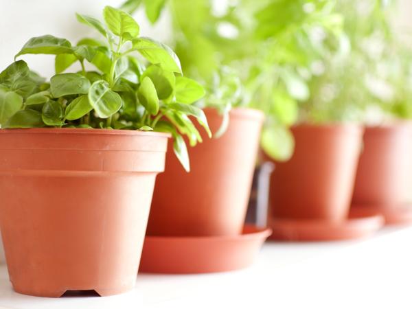 Basil plant in pot