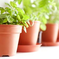 Discover the joy of growing fresh basil and explore how to use it in your favorite dishes.