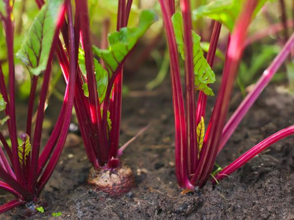 beetroot vegetable garden