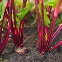 beetroot vegetable garden