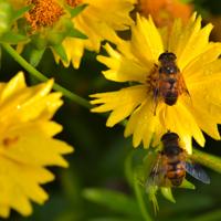 Bees pollinating flowers