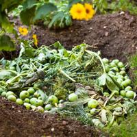 Compost pile