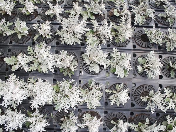 White flowers in pots