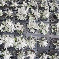 White flowers in pots