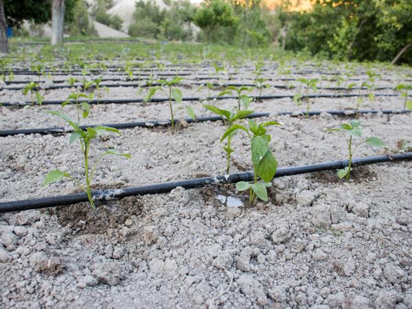 Water-saving drip irrigation system in a tomato field