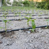 Water-saving drip irrigation system in a tomato field