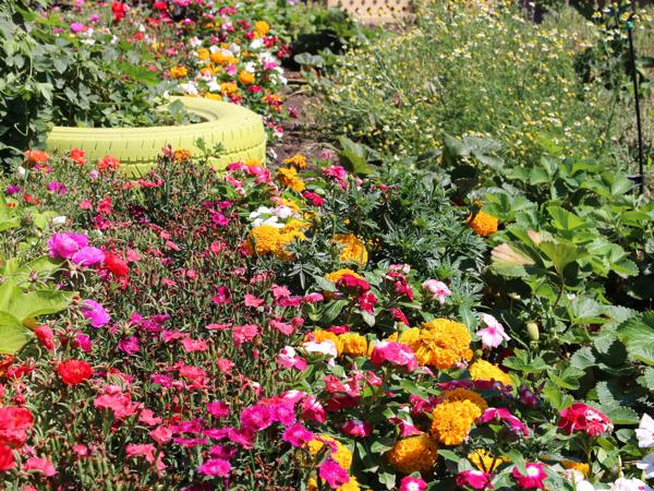 Flower and vegetable garden