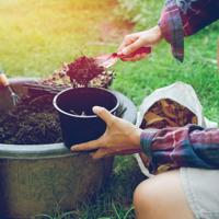 Man planting vegetables in pots