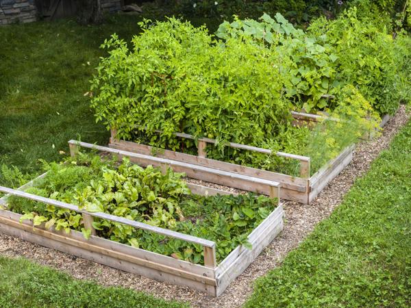 backyard garden vegetables