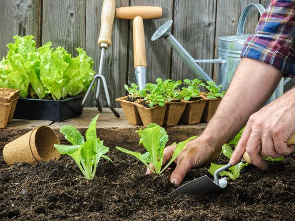 gardening, spring garden work