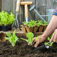 gardening, spring garden work