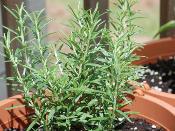 Rosemary plant in pot