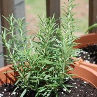 Rosemary plant in pot