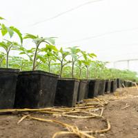 Tomato seedlings, greenhouse, drip irrigation