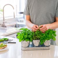 Indoor Herb Gardening