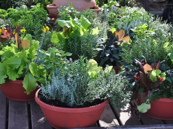 Container Herb Garden