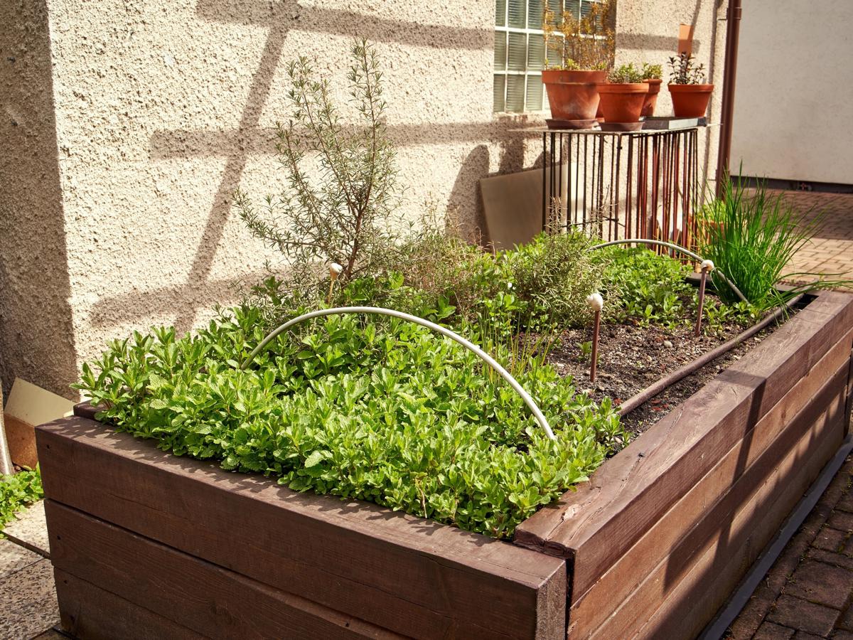 Perennial Herb Garden