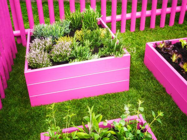 Pink raised bed herb garden