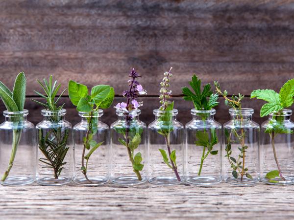 Essential oils, herbs, aromatherapy