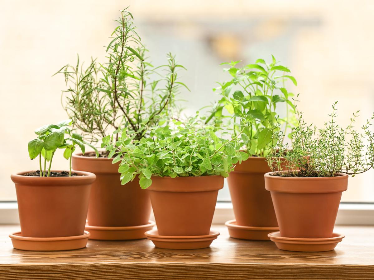 Windowsill Herb Garden