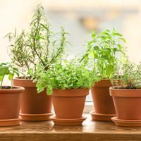 Windowsill Herb Garden