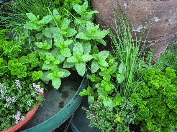 Edible herbs