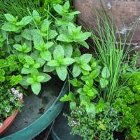 Edible herbs