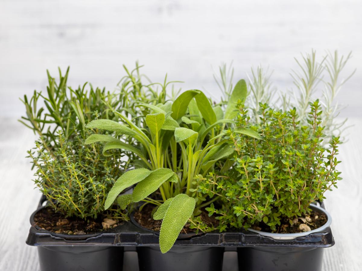 Rosemary, Thyme, Sage, and Marjoram