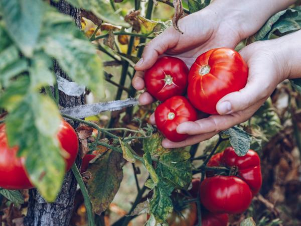 Organic Tomatoes