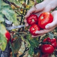 Organic Tomatoes