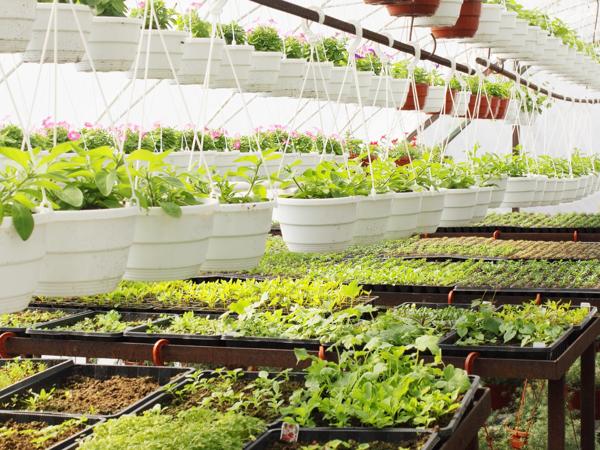 Hydroponic Greenhouse