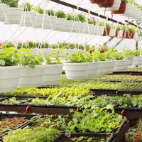 Hydroponic Greenhouse