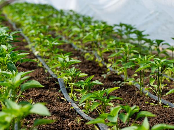 Pepper seedlings, drip irrigation, greenhouse