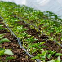 Discover how hydroponics can simplify your indoor gardening journey and provide fresh produce at home.