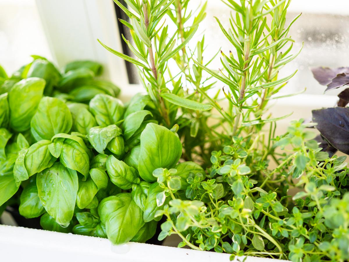 Indoor herb garden