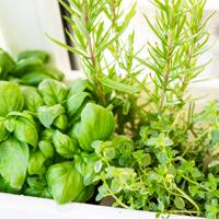 Indoor herb garden