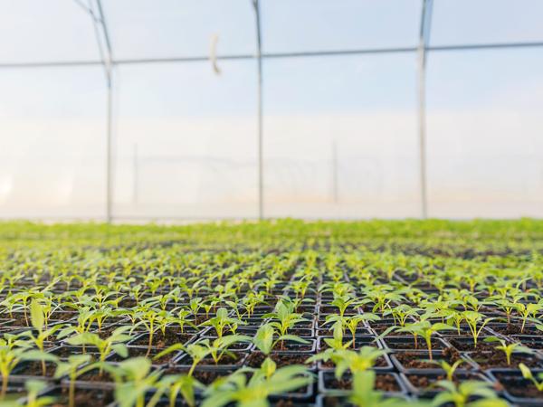 Seedlings in Greenhouse