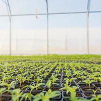 Seedlings in Greenhouse