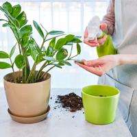 Explore the gentle journey of indoor gardening, bringing sustainability and beauty into your living space with easy-to-care-for plants.