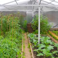 Greenhouse Vegetables