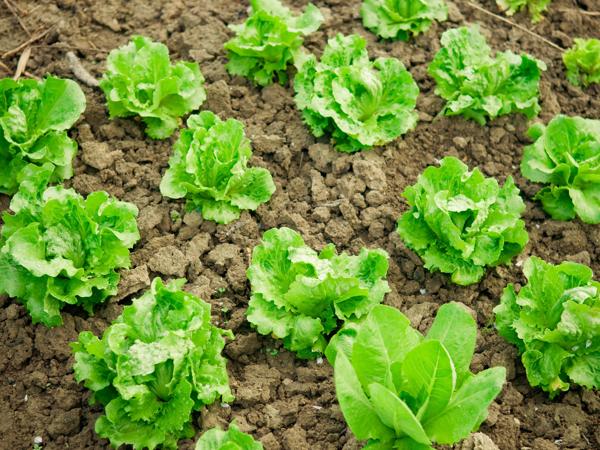 Lettuce growing in a vegetable garden