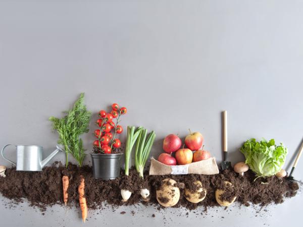 Organic Fruit and Vegetable Harvest