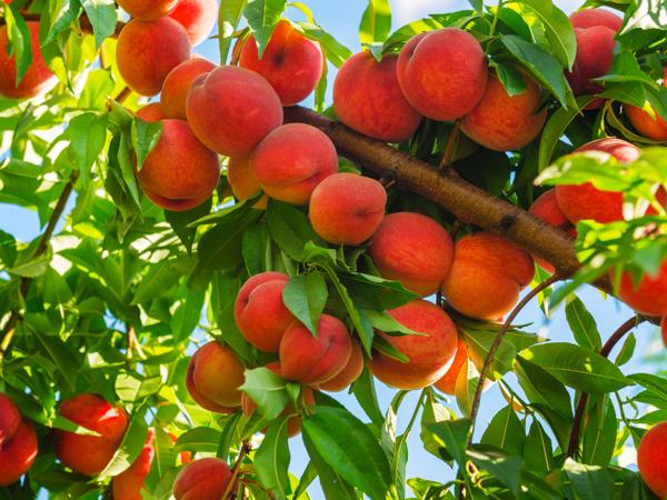 Peach Tree