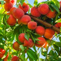 Peach Tree