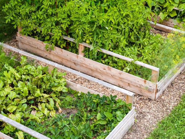 Raised garden beds with vegetables