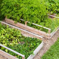 Raised garden beds with vegetables