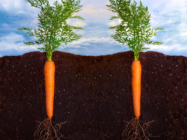 carrots roots