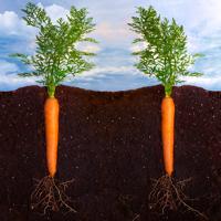 carrots roots